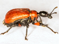 Apoderus coryli